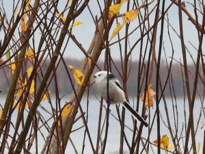 Pyrstötiainen Murhaniemi 12.10.2020 J.Saarela