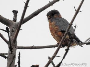 Ampuhaukka Kemin Kiikeli 27.9.2021 Seppo Mäkitalo