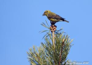 Pikkukäpylintu Kemi, Selkäsaari 1.4.2022 Seppo Mäkitalo