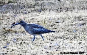 Pikkukuovi Kemi, Ruutti 11.5.2022 Seppo Mäkitalo