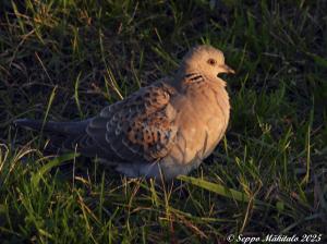 Turturikyyhky Kemi, Hahtisaari 11.10.2025 Seppo Mäkitalo