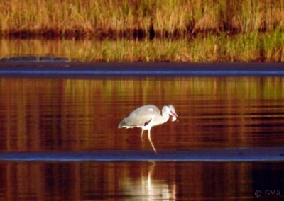 Harmaahaikara Kemi Kiikeli (Seppo Mäkitalo) 19.9.2016