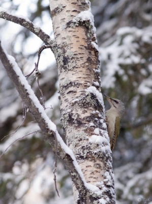 Harmaapäätikka Kemi Lallinperä (Raimo Koskenkorva) 6.1.2015