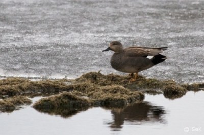 Harmaasorsa Kemi Tuhka-allas (Matti Suopajärvi) 1.6.2009