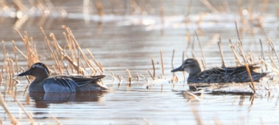 Heinätavi Tornio Raumonjärvi (Seppo Kemppainen) 22.5.2012