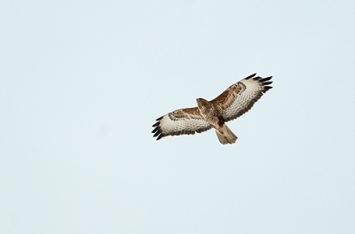 Hiirihaukka Tornio Raumojärvi (Matti Suopajärvi) 26.4.2009 