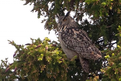 Huuhkaja Tornio Raumo (Matti Suopajärvi) 16.6.2010