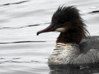 Isokoskelo Kemi Ruutti (Seppo Mäkitalo) 15.5.2016