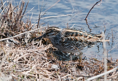Jänkäkurppa Tornio Alkunkarinlahti (Matti Suopajärvi) 5.5.2008