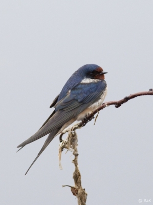 Haarapääsky Kemi Pajusaari (Raimo Koskenkorva) 11.5.2013