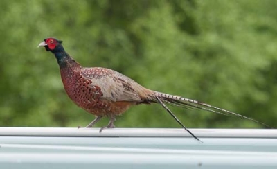 Fasaani Keminmaa Lautiosaari (Matti Suopajärvi) 18.6.2012