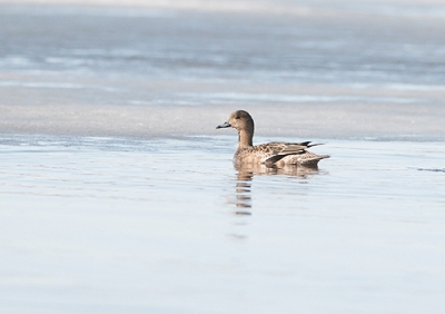 Haapana Tornio Kaupunginlahti (Matti Suopajärvi) 8.5.2008