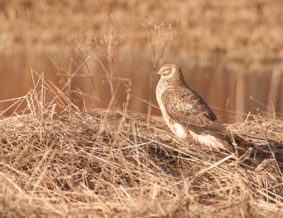 Arosuohaukka Tornio Raumojärvi (Matti Suopajärvi) 27.4.2010