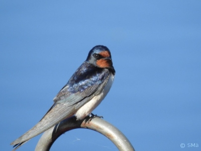 Haarapääsky Kemi Sauvosaari (Seppo Mäkitalo) 23.6.2016