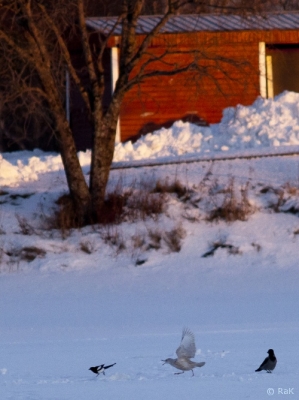 Grönlanninlokki Tornio (Raimo Koskenkorva) 21.1.2017 