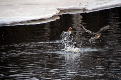 Haapana Kemi Ruutti (Seppo Mäkitalo) 1.5.2016 