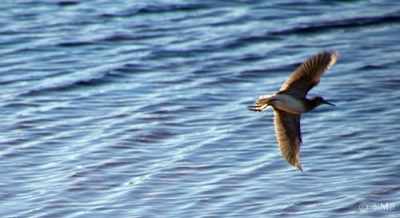 Liro Kemi Ruutti (Seppo Mäkitalo) 9.5.2016