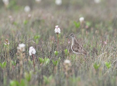 Liro Tornio Korttojärvi (Matti Suopajärvi) 12.6.2009