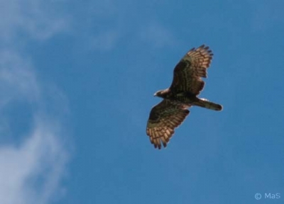 Mehiläishaukka Tervola (Matti Suopajärvi) 20.7.2007