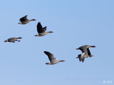 Metsähanhi Tornio Raumojärvi (Matti Suopajärvi) 28.4.2012 