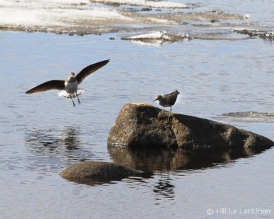 Metsäviklo Tornio (Hilkka Lankinen) 30.4.2015