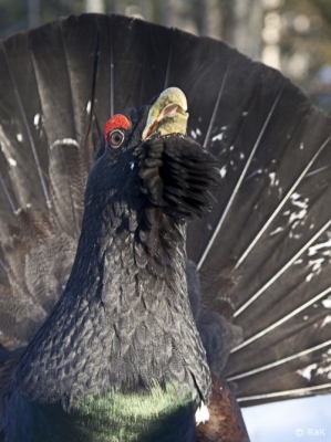 Metso Simo (Raimo Koskenkorva) 18.2.2017 Metso 18.2.2017