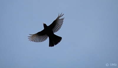 Mustarastas Kemi Kiikeli (Seppo Mäkitalo) 25.4.2016