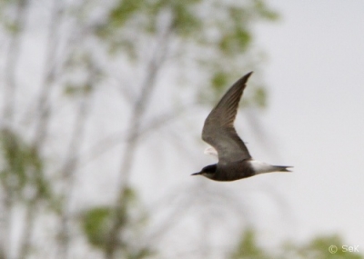 Mustatiira Tornio Kaupunginlahti (Seppo Kemppainen) 9.6.2014