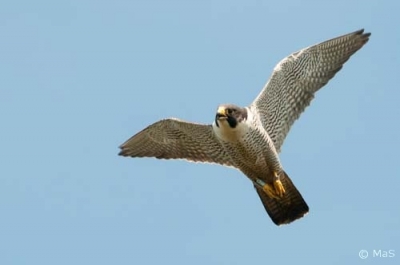 Muuttohaukka Tervola Tervola (Matti Suopajärvi) 8.7.2011