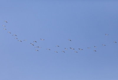 Naurulokki Kemi Tuhka-allas (Raimo Koskenkorva) 21.4.2013