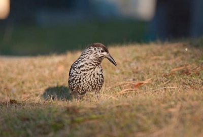 Pähkinähakki Tornio Alatornion kirkko (Matti Suopajärvi) 3.11.2008