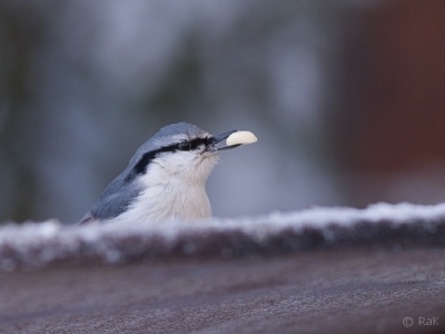 Pähkinänakkeli Kemi (Raimo Koskenkorva) 1.6.2015