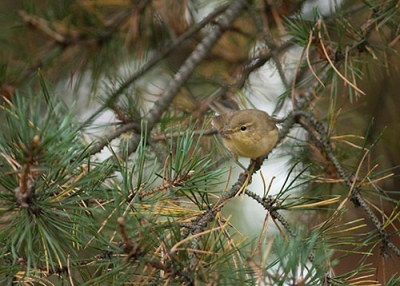 Pajulintu Tornio Pirkkiö (Matti Suopajärvi) 1.9.2006