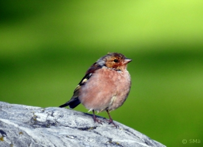 Peippo Kemi Liikennepuisto (Seppo Mäkitalo) 30.8.2016
