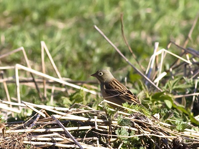 Peltosirkku Tornio Arpela (Raimo Koskenkorva) 22.5.2013