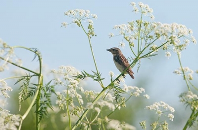 Pensastasku Keminmaa Itäkoski (Matti Suopajärvi) 1.7.2008