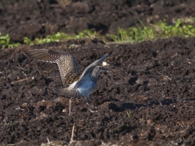 Pikkukuovi Tornio Arpela (Raimo Koskenkorva) 22.5.2013