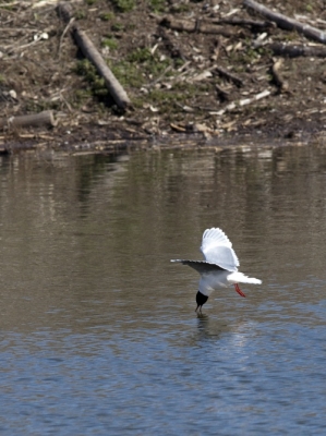 Pikkulokki Tornio Pirkkiö (Matti Suopajärvi) 1.6.2007