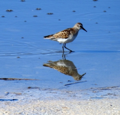 Pikkusirri Kemi Tuhka-allas (Seppo Mäkitalo) 23.8.2016