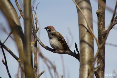 Pikkuvarpunen Kemi Ruutti (Seppo Mäkitalo) 6.5.2016