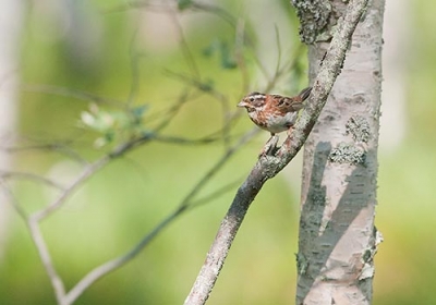 Pohjansirkku Tervola Kilsiaapa (Matti Suopajärvi) 12.7.2010