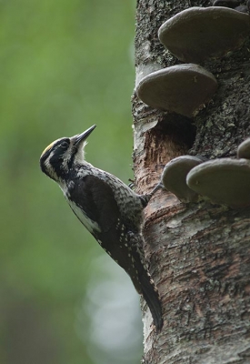 Pohjantikka Tornio Kantojärvi (Matti Suopajärvi) 13.6.2007