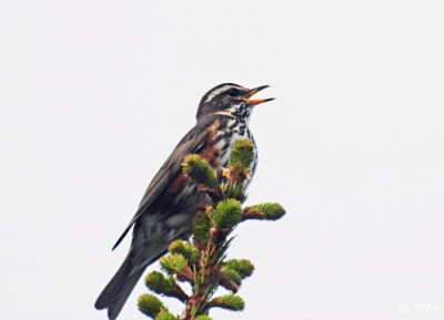 Punakylkirastas Kemi Ruutti (Seppo Mäkitalo) 1.6.2016
