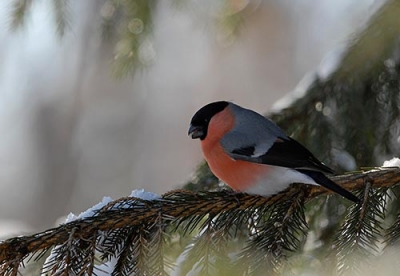 Punatulkku Tornio Vojakkala (Matti Suopajärvi) 21.6.2010