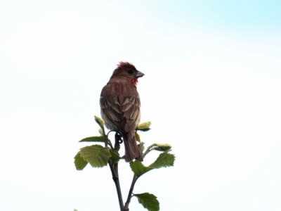 Punavarpunen Kemi Ratapiha (Seppo Mäkitalo) 14.6.2016
