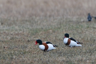 Ristisorsa Tornio Raumonjärvi (Seppo Kemppainen) 30.4.2013
