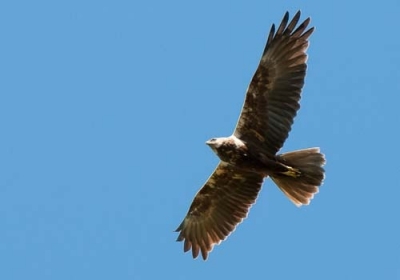 Ruskosuohaukka Simo Kari (Matti Suopajärvi) 15.7.2011