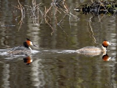 Silkkiuikku Kemi Pajusaari (Seppo Mäkitalo) 16.5.2016