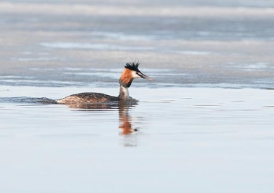 Silkkiuikku Kemi Pajusaari (Seppo Mäkitalo) 3.6.2016