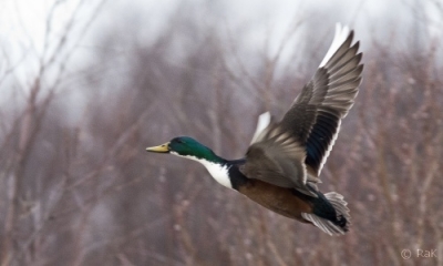 Sinisorsa Kemi Ruutti (Seppo Mäkitalo) 22.4.2016